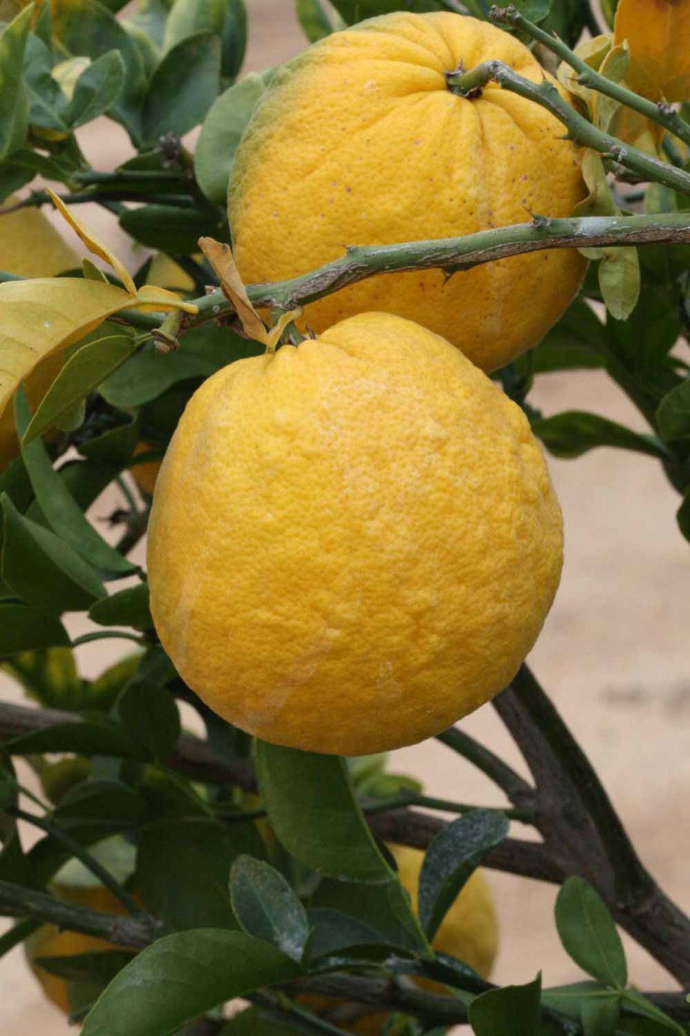              Fruit (Riverside, CA)       